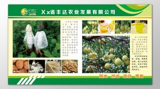 农业公司发展迅速阳光坦诚高效竹荪柚子功效宣传栏